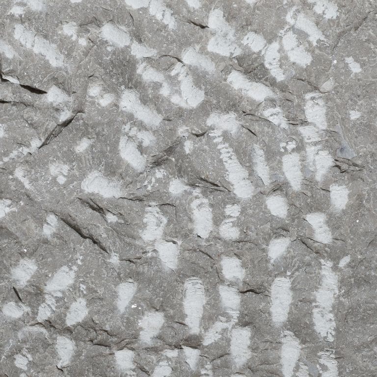 Color/Finish variation image for Northern Bay Limestone. The surface finish shown is pineapple. The dominant color shown is gray. The color mix creates a cool feeling.