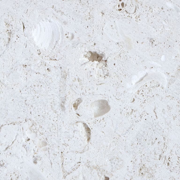 Feature image for Natural White Coral. The surface finish shown is honed. Dominant colors shown are gray and white. The color mix creates a warm feeling. Regular color pattern. Contains voids and mineral inclusions.