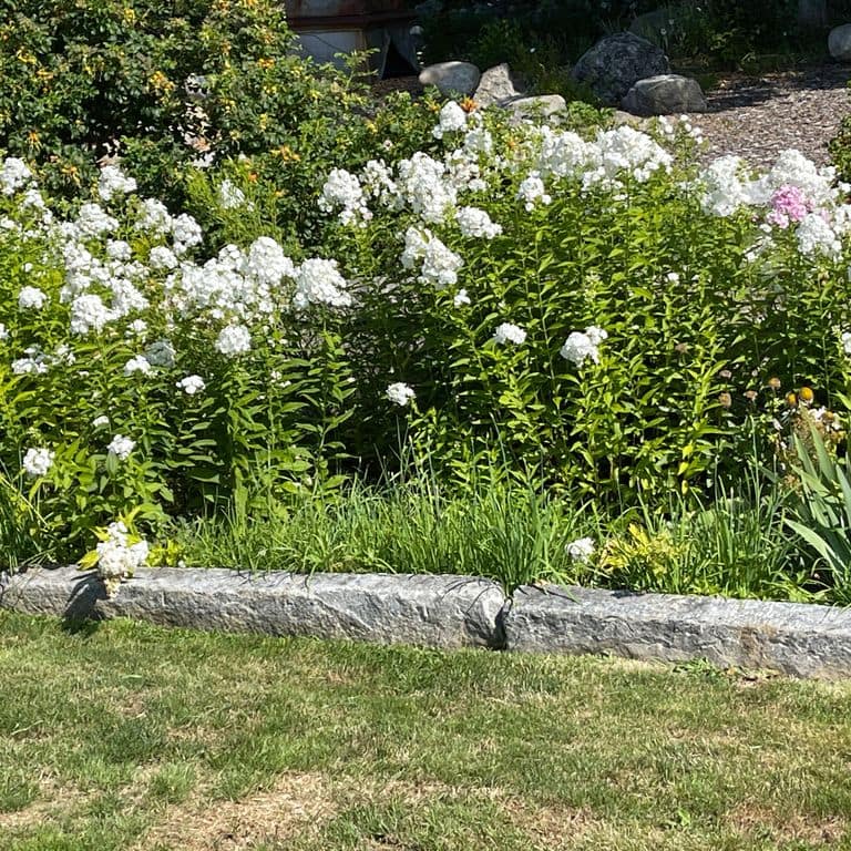 Application image for Reclaimed First Generation Granite Curbstone - Edging. The image shows this product being used in a landscape curbing &amp; edging application. The surface finish shown is a combination of weathered and worn. The dominant color shown is gray. The color mix creates a cool feeling. Regular and speckled color patterns.