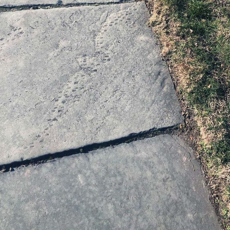 Best close-up image for Reclaimed Bluestone Sidewalk Stones. The image shows this product being used in a path pavers application. The surface finish shown is natural cleft. The dominant color shown is gray. The color mix creates a cool feeling. Regular, blotched, random and cloudy color patterns.