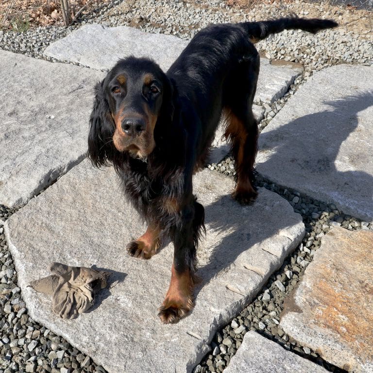 The image shows this product being used in a patio pavers application.