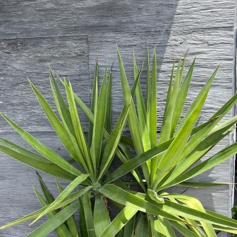 Application image for Black Schist - Cut to Size Veneer. The image shows this product being used in a full bed veneer application. The surface finish shown is natural cleft. Dominant colors shown are black and gray. The color mix creates a cool feeling.