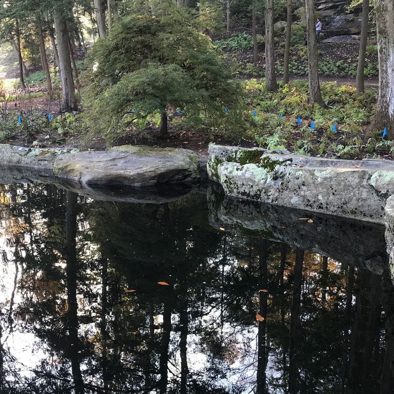 Application image for Fieldstone - New England Boulders - Pool/Pond Coping. The image shows this product being used in a pond border coping application. The surface finish shown is weathered. The dominant color shown is gray.