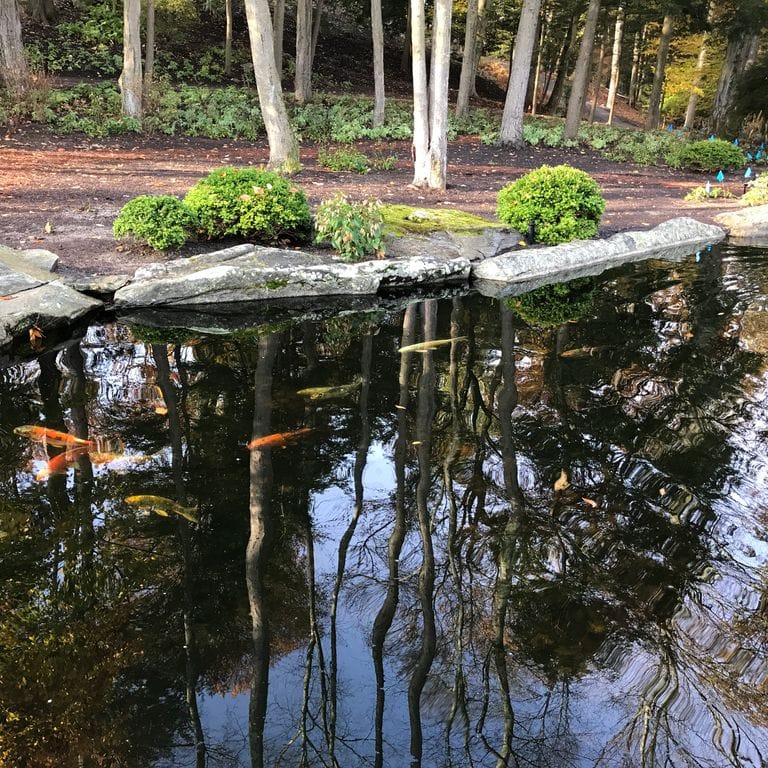Application image for Fieldstone - New England Boulders - Pool/Pond Coping. The image shows this product being used in a pond border coping application. The surface finish shown is weathered. The dominant color shown is gray.